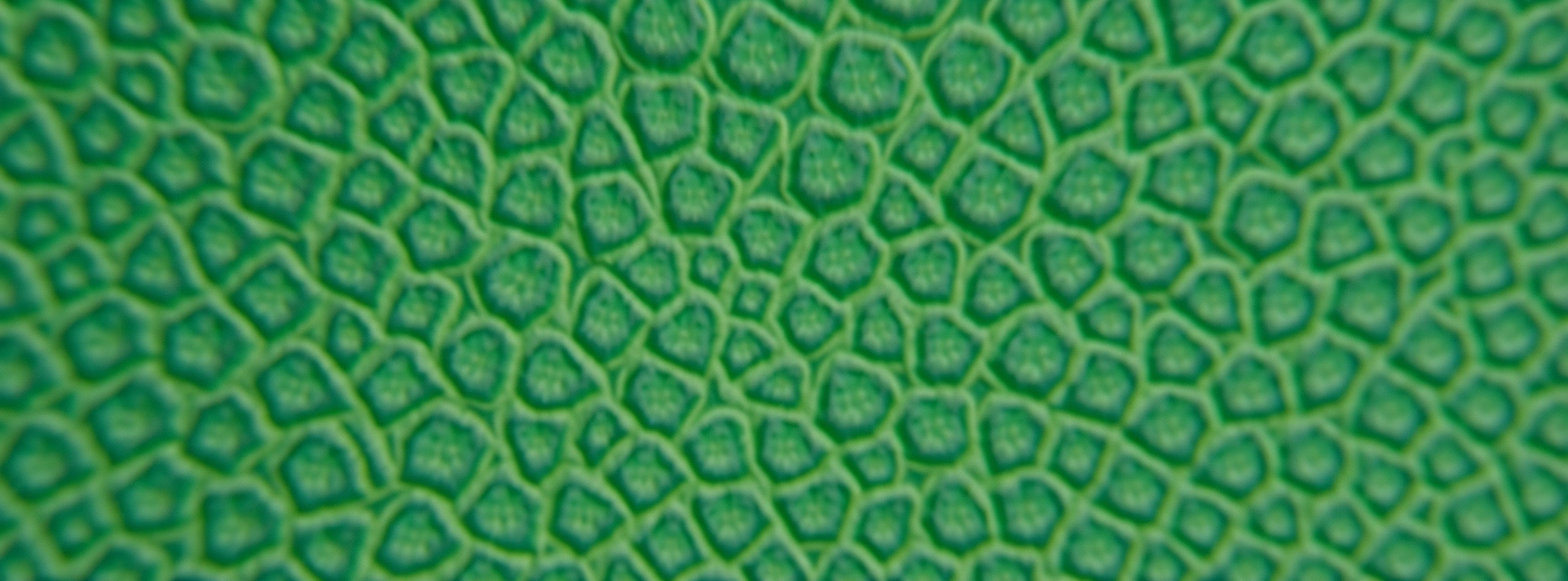 Abstrakcyjna tekstura natury